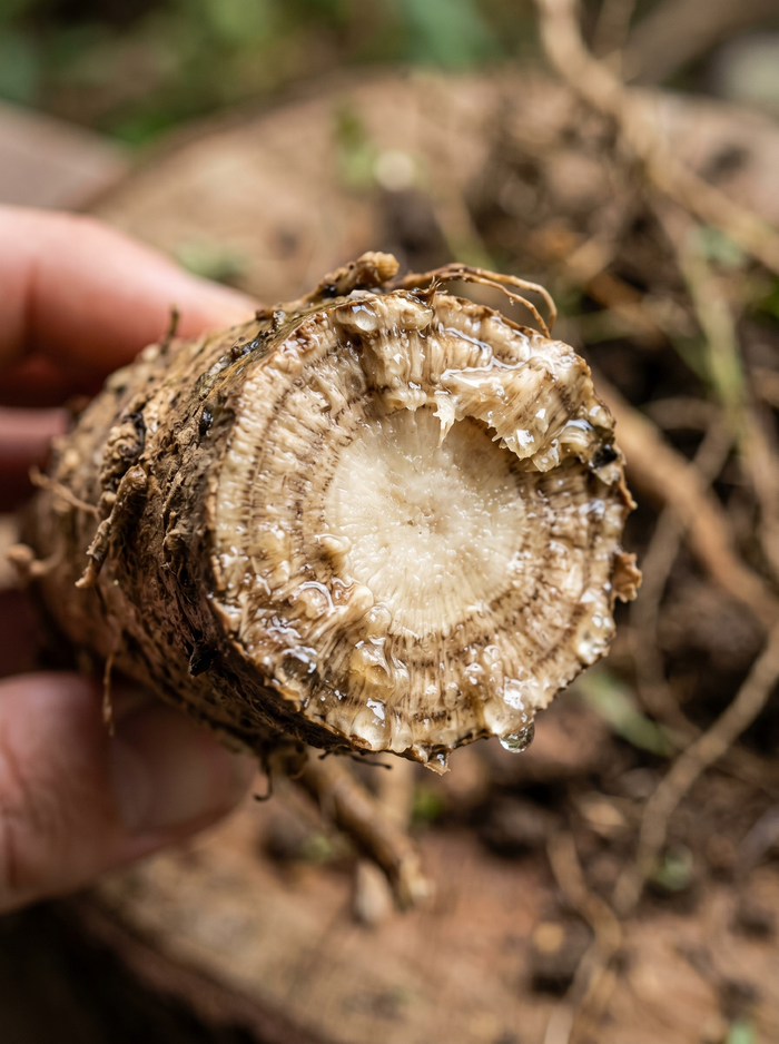 Ashwagandha